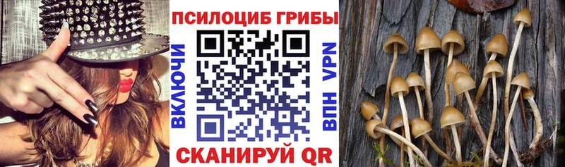 Галлюциногенные грибы Cubensis  Купить закладки  Волхов 